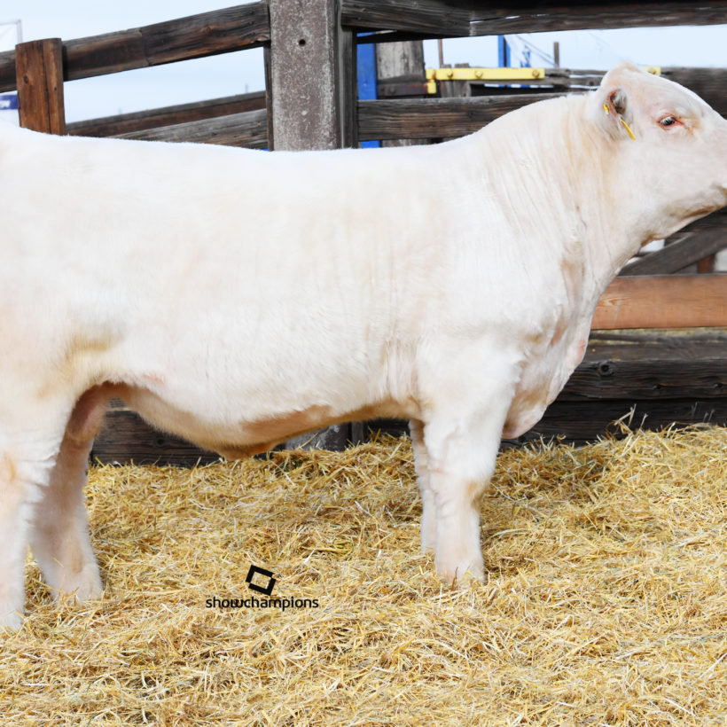 Sires Archives - Charmark Ranches