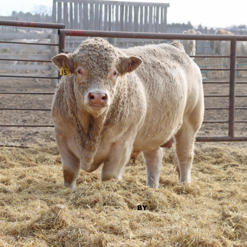 Sires Archives - Charmark Ranches