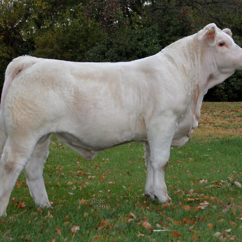 Sires Archives - Charmark Ranches